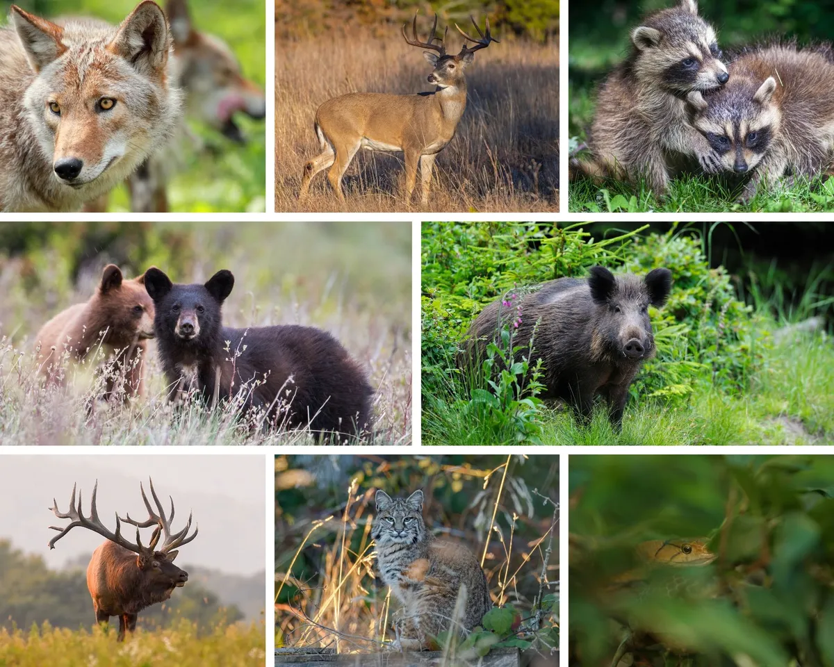 A vibrant collage of local wildlife, featuring a coyote, whitetail deer, raccoons, black bears, wild boar, elk, bobcat, and a snake. The image celebrates wildlife observation and nature photography as part of the adventure.